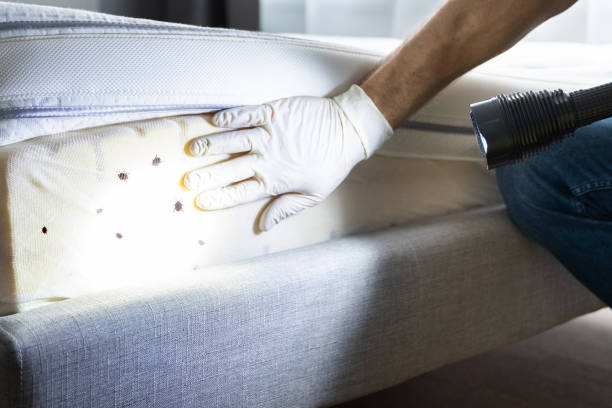 Wasp Removal Services in Aurora, NE