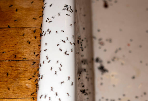 Best Termite Control Services  in Aurora, NE